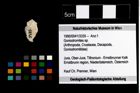 Foto (Objekt + Etikett) von Goniodromites sp.  (NHMW-GEO-1990-0041-3335)